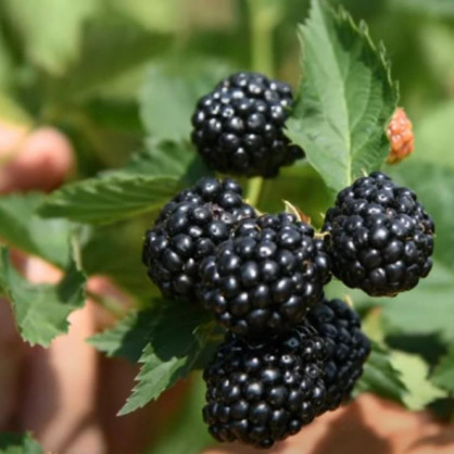 Ежевика Кадо