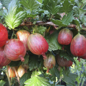 Крыжовник Тиксия