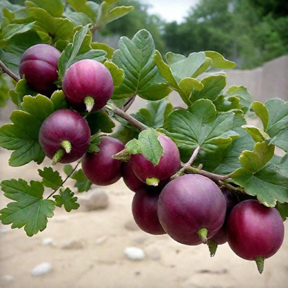 Крыжовник Садко