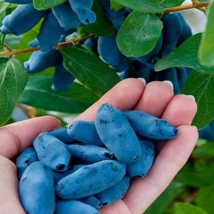 Жимолость Индиго Джем