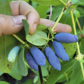 Жимолость Голубой банан