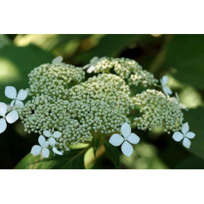 Гортензия древовидная Вайт Дом "White dome"