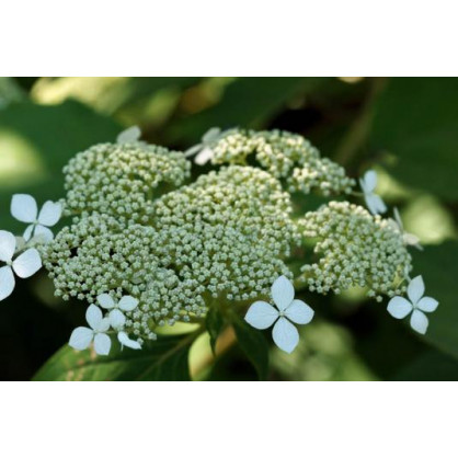 Гортензия древовидная Вайт Дом "White dome"