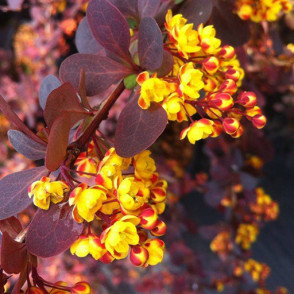 Барбарис оттавский«Суперба»