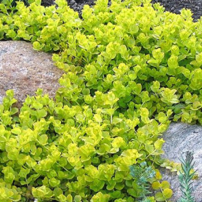 Вербейник монетчатый «Goldilocks»