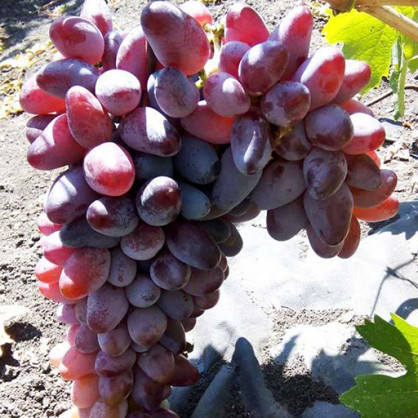 Виноград Байконур