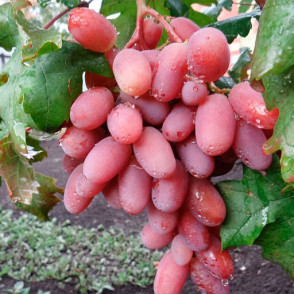 Виноград «Виктор»