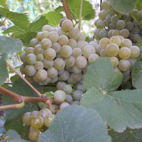 Виноград «Дублянский»
