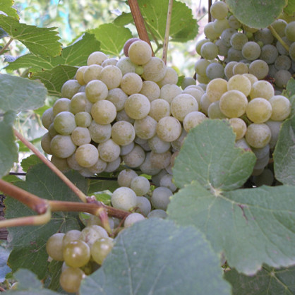 Виноград Дублянский