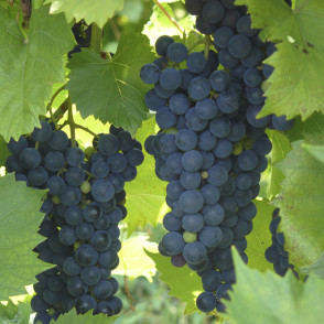 Виноград «Маркетт» 
