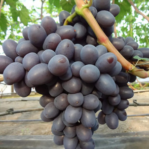 Виноград «Подарок Несветая»