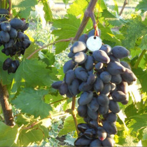 Виноград «Ромбик»