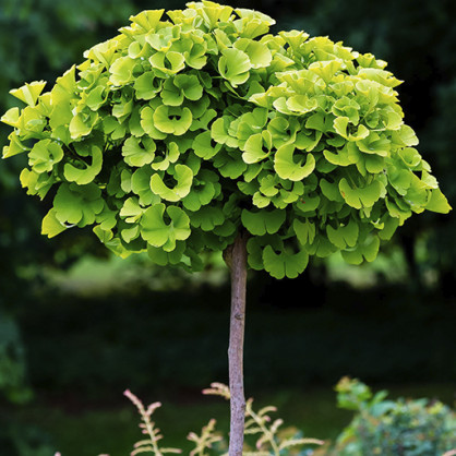  Гинкго Билоба