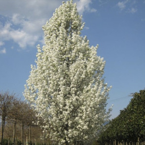 Груша каллериана «Шантеклер»