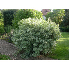 Дерен белый «Айвори Хало»