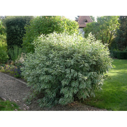 Дерен белый Айвори Хало