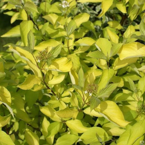 Дерен белый «Ауреа»