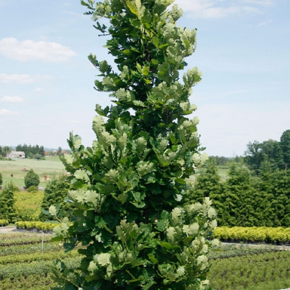 Дуб Монумент (Monument)