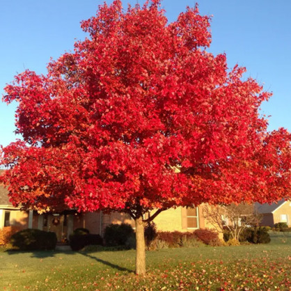 Дуб краснолистный