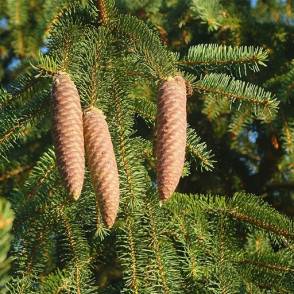 Ель обыкновенная «Август»