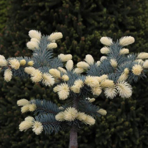 Ель колючая «Биалобок» (Bialobok) на штамбе