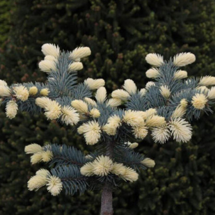 Ель колючая Биалобок (Bialobok) на штамбе