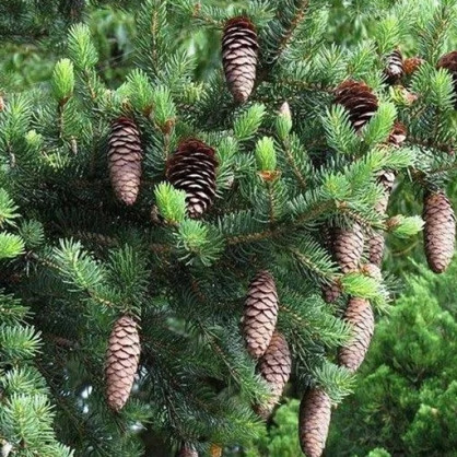 Ель Изящная (Picea polita)