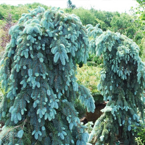 Ель колючая «Глаука Пендула» (Picea pungens Glauca Pendula)