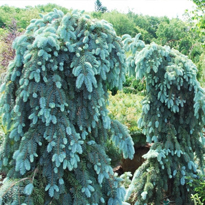 Ель колючая Глаука Пендула