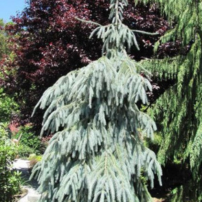 Ель энгельмана Глаука (Picea engelmannii Glauca)
