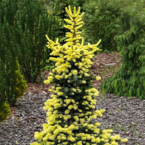 Ель колючая «Майголд» (Maigold)