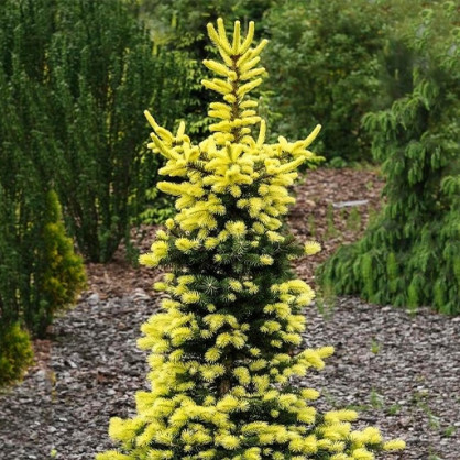 Ель колючая Майголд (Maigold)