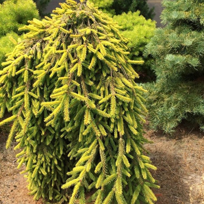 Ель обыкновенная «Голд Дрифт»