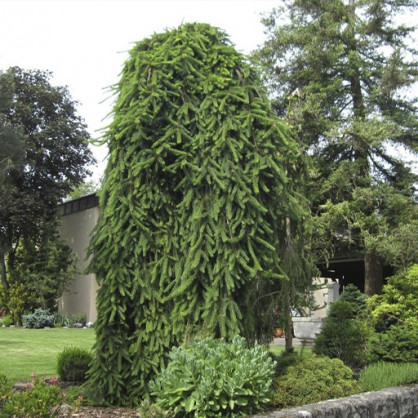 Ель обыкновенная Инверса (Inversa)