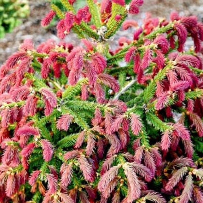 Ель обыкновенная "Рыдал" (Picea abies Rydal)