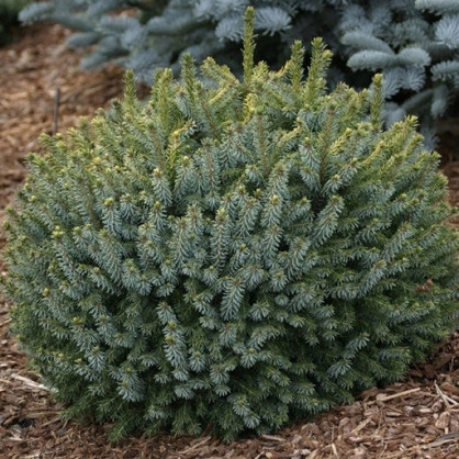 Ель сербская "Карел"  (Picea omorika Karel)