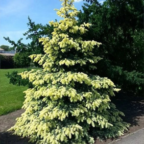 Ель шероховатая «Корник» (Picea asperata Kornik)