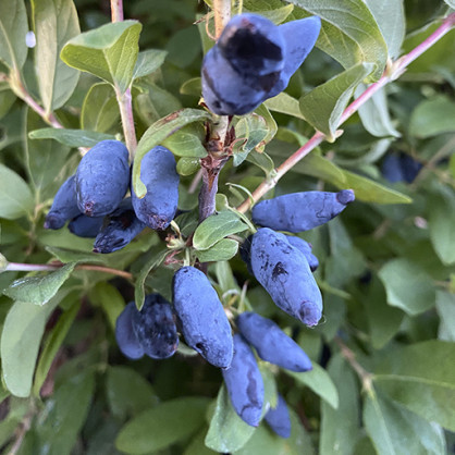 Жимолость Синяя птица