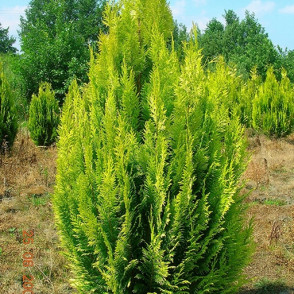 Кипарисовик лавсона «Ивонне» (Chamaecyparis lawsoniana Ivonne)