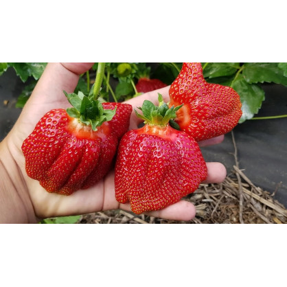 Клубника Азия