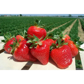 Клубника «Джоли»