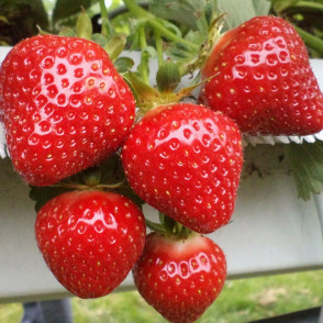 Клубника «Клери»
