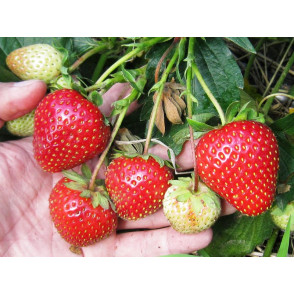 Клубника «Летиция»