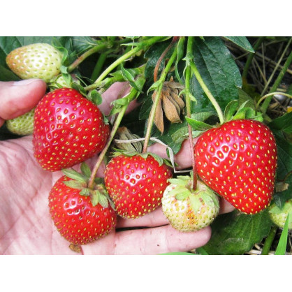 Клубника Летиция