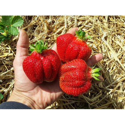 Клубника Лючия