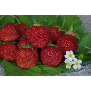 Клубника «Мальвина»