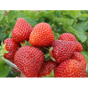 Клубника «Марышка»