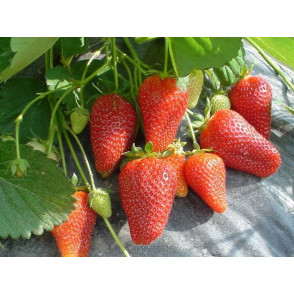 Клубника «Роксана»