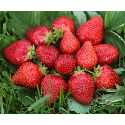 Клубника Сирия