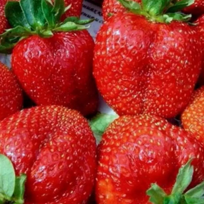 Клубника Скала